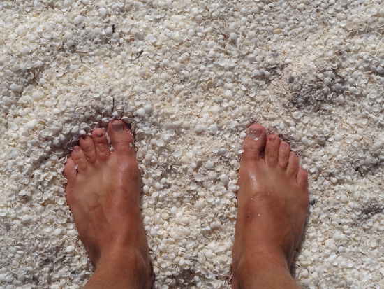 Muscheln in Shell Beach.