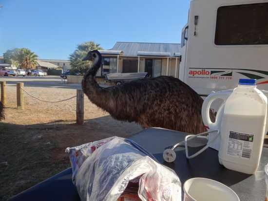 Emu Attacke in Monky Mia Camping Platz...