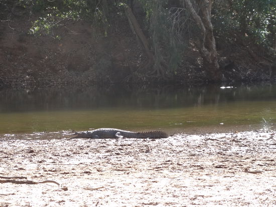 Süsswasserkrokodil in Windjana Gorge.