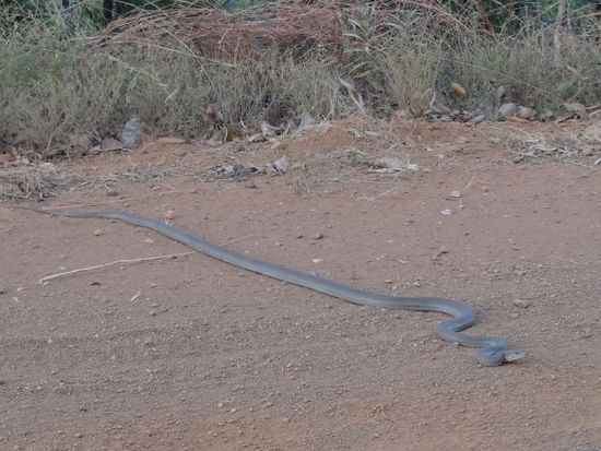 Diese Schlange hätten wir fast mit dem Camper überfahren, hätte Remo nicht noch in letzter Sekunde ausweichen können!