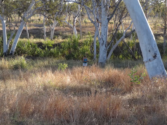 Feuerholz sammeln beim wild Campen.