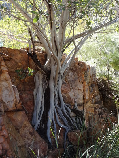 Unglaubliche Formationen gibt es in der El Questro Schlucht zu sehen.