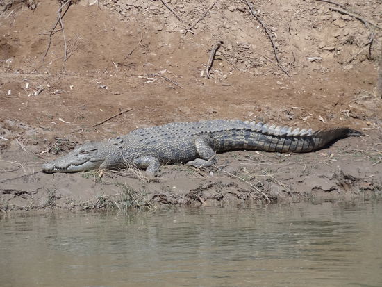 Salzwasserkrokodil am Flussufer.... Hier will man nicht ins Wasser fallen!