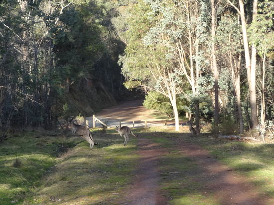 Im Fraser Nationalpark sieht man zahlreiche Kängurus....