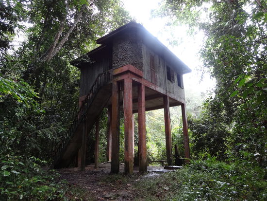 Die Hütte im Dschungel wo wir übernachtet haben. Es hatte ca. 12. Holzpritschen, wo man seinen Schlafsack ausbreiten konnte. Es hatte sogar eine Toilette angebaut, aus der am nächsten Morgen einer eine halb versoffene Ratte herausgefischt hat...