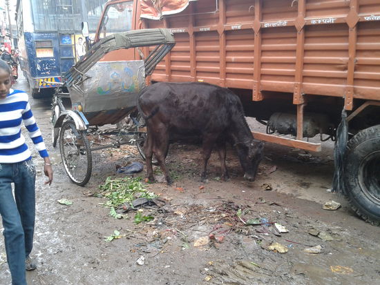 In Varanasi, nur Muell,Scheisse und schlechtes Wetter