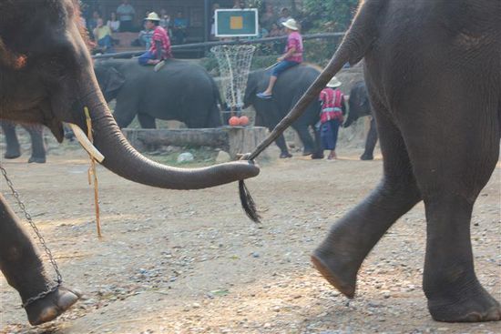 Ausflug ins Elefantencamp.