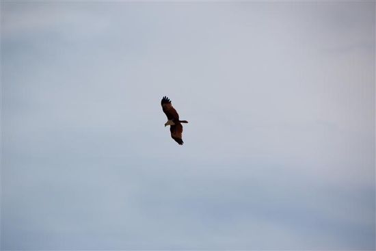 Auf Lanta ist`s ganz leise, ein Adler zieht die Kreise.