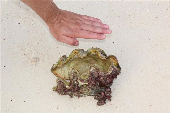 Lieber ein bischen Muschel... In knietiefem Wasser gefunden!