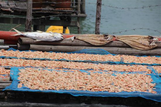 ...wurden Squid und Fisch zum anschließenden Verkauf getrocknet.