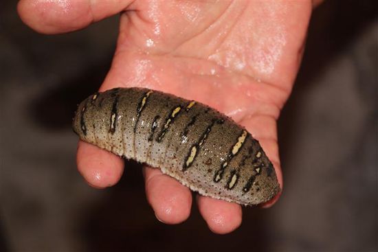 ...und züchtete nebenan Seegurken...