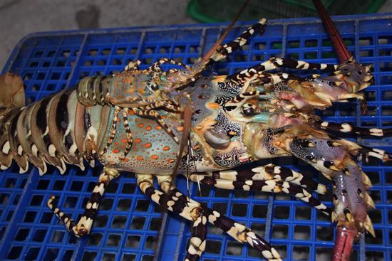 ... Große und Kleine (der kleine Hummer sitzt auf dem großen Hummer!) ...