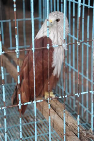 Vermutlich ganz im Sinne des Artenschutzes, werden hier die Adler in Käfigen gehalten... Nicht das denen noch etwas passiert...