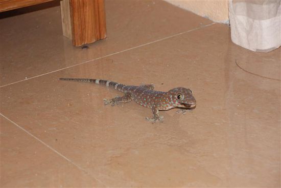 ... die er dann verspeist.