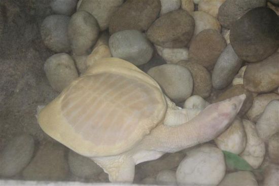 Doch es gibt seltsame Tiere zu sehen.