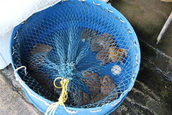 Die Kröten wären aber in Europa definitiv verboten würde ich mal sagen...