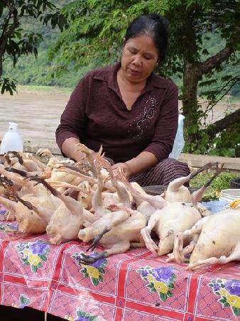 ... Frisch gerupft und noch nicht ausgenommen! ... hier in Laos wird alles verwertet, die Huehnerfuesse geben z.B. der Suppe eine ganz besondere Note! (aber die haben wir dann doch nicht gegessen!!!)