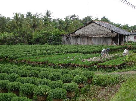 ...Plantagen am Wegrand Richtung Vinh Long...