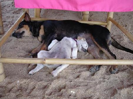 ...der kleine ist Scuby, hier mit seiner Ziehmutter...