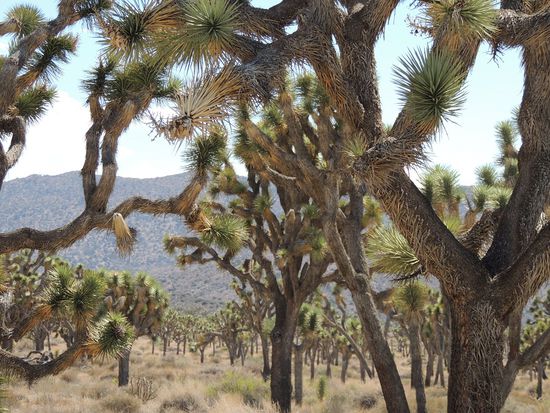 Joshua Trees, urig