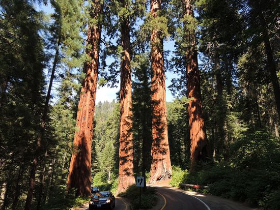 die ersten Sequoias neben der Straße