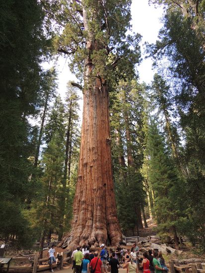 Sherman Tree, 2500 Jahre alt und noch so gutaussehend!