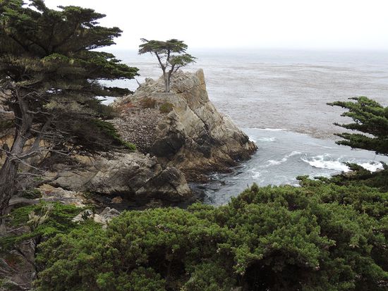 einsame Zypresse auf dem Felsen