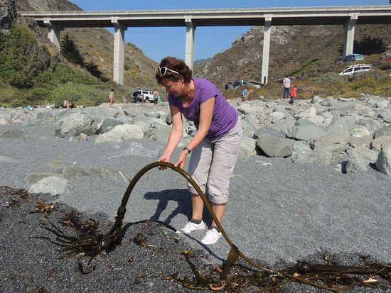 Was ist das? Es liegt überall herum und sieht aus wir ein Gummischlauch mit Kopf und Augen. Es kommt aus dem Meer und ist glitschig.