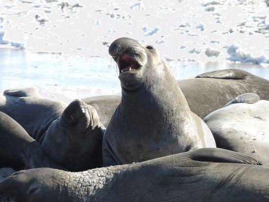 See- Elefanten am Highway 1