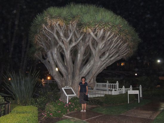 ...die Yucca Palme davor sicherlich auch.