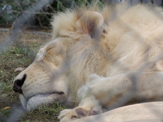 Wovon oder von wem träumst du?