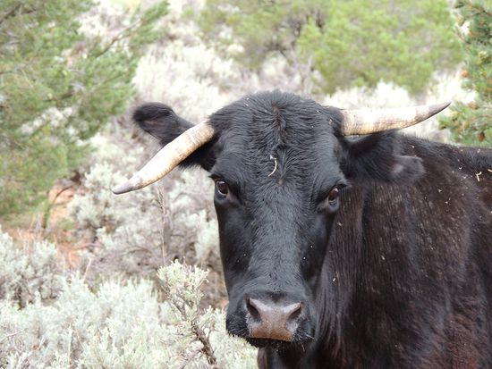Grüß Gott! Wer hat hier Vorfahrt?