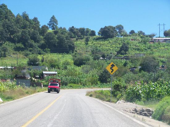 Maisfelder über Maisfelder, ca. 2m hoch