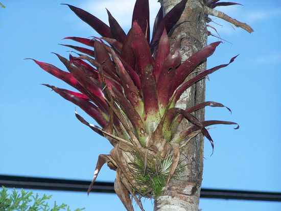 Das wächst bei uns im Blumentopf, hier am Baumstamm eines Nadelbaumes.