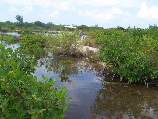 in den Mangroven, Muschelsuche für Irene