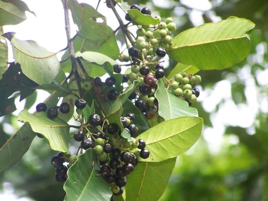 schwarzer Pfefferbaum