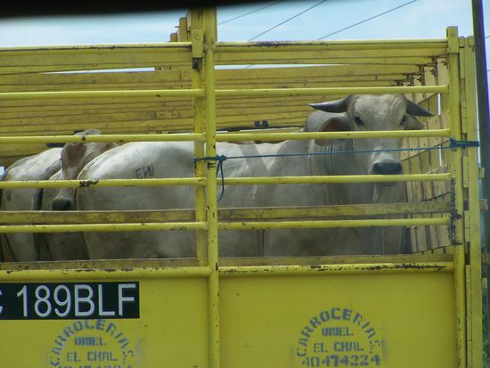 Irgendwie haben hier die Rinder Schlappohren...