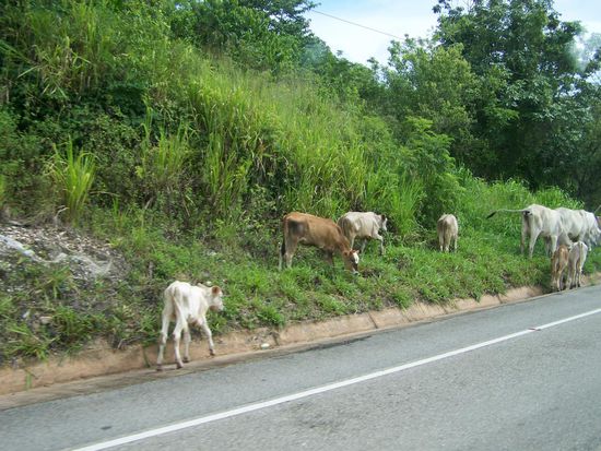 ... und laufen frei herum. Außerdem kreuzen ständig schwarze Schweine die Fahrbahn.