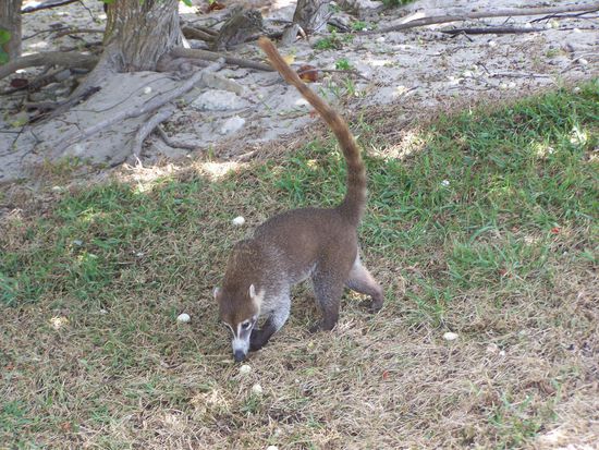 südamerikanischer Nasenbär