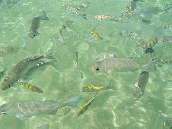 schwimmen und schnorcheln wie im Aquarium.