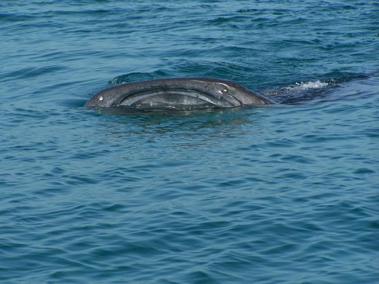 Das Maul ist immer offen, Man sollte aufpassen, dass man nicht verschluckt wird. Deshalb darf man nur mit Führer schnorcheln.