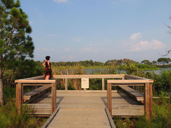 Wo sind die Alligatoren?