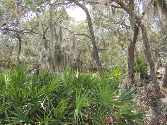 alles üppig bewachsen