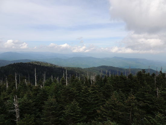 Blick vom Dome. Schädlinge befallen die Bäume.
