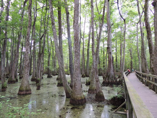 Cypress Swamp
