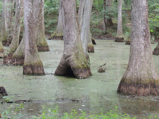 Cypress Swamp