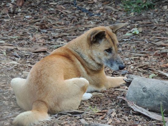 Dingo, wild und gefährlich
