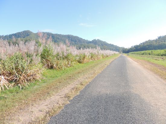 blühendes Zuckerrohrfeld