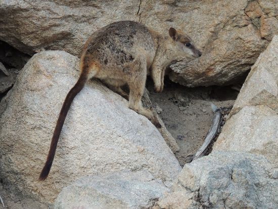 Rock Wallaby