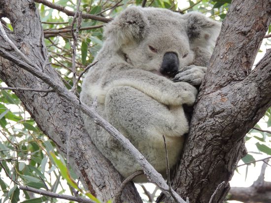 unterwegs sehen wir einige Koalas schlafen